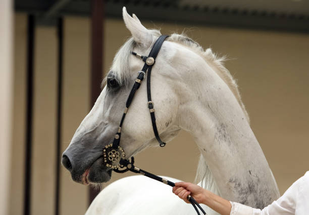 istock Gray Arabian horse dressed in decorative bridle 852134502