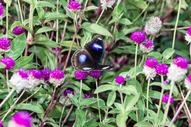 hypolimnas 볼, 큰 eggfly, 블루 문 나비, 인도, 케랄라 - bodied 뉴스 사진 이미지