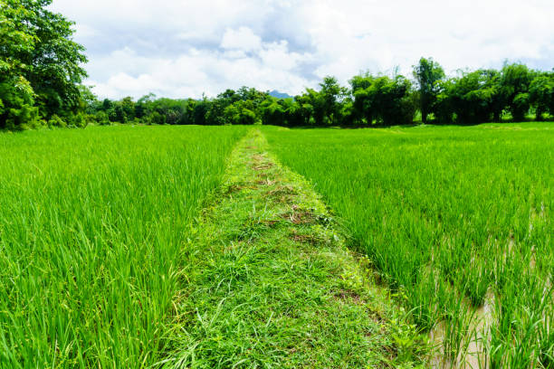 istock local pathway between rice fields in the morning and cloudy sky in countryside. 852139458