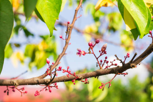 Carambola tree with flowers