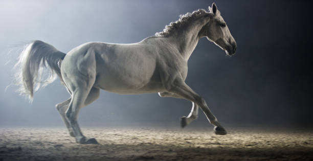istock White horse running in riding hall at night 852148646