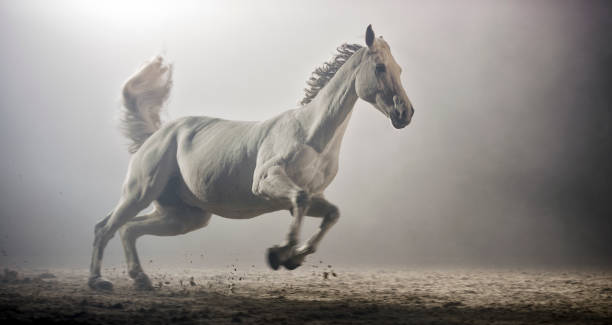 istock White horse running in riding hall at night 852148650