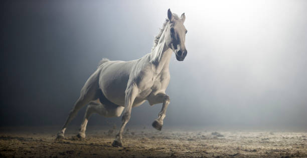 istock White horse running in riding hall at night 852148652