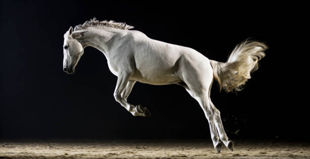 Very pretty Andalusian horse which makes the parade for the pleasure of the spectators
