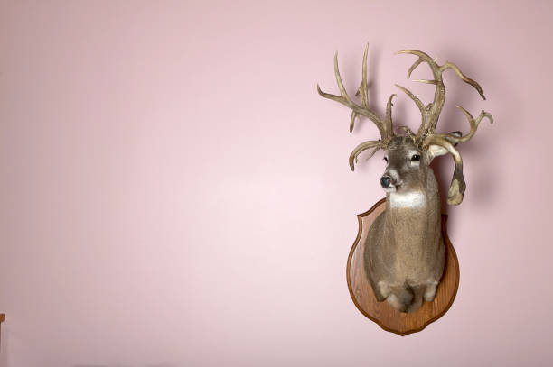 istock Wall mounted stag head with antlers and copy space 852148682