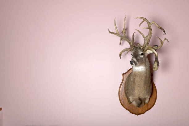 Wall mounted stag head with antlers and copy space stock photo