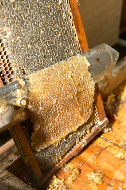 istock Beekeeper scraping off honeycomb on bee farm 852149052