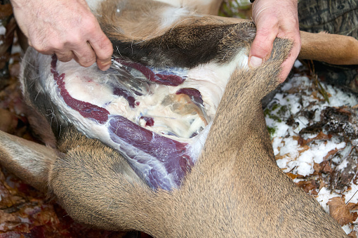 Close up view of man skinning deer with knife after hunting