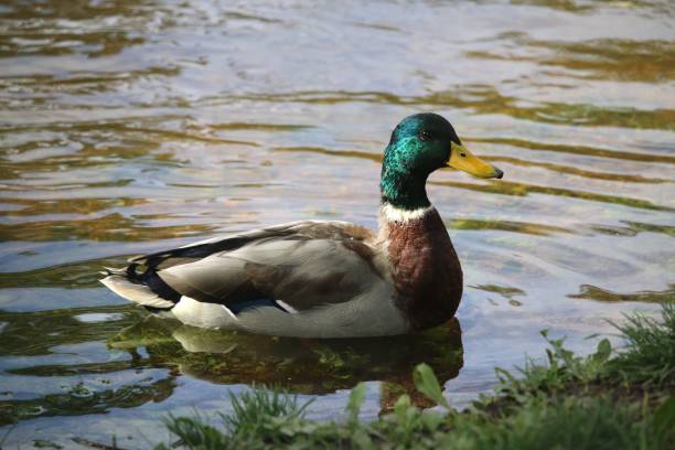 istock Bird in the city 852152320