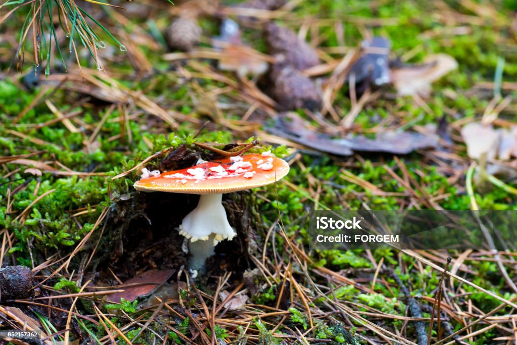 Close-up photo of red toadstool with white dots between needle and moss in forest in autumn or summer - blurred background Agaric Stock Photo