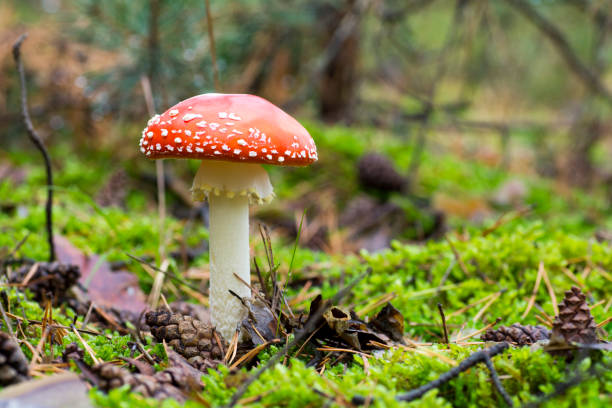 istock Close-up photo of red toadstool with white dots between needle and moss in forest in autumn or summer - blurred background 852157484