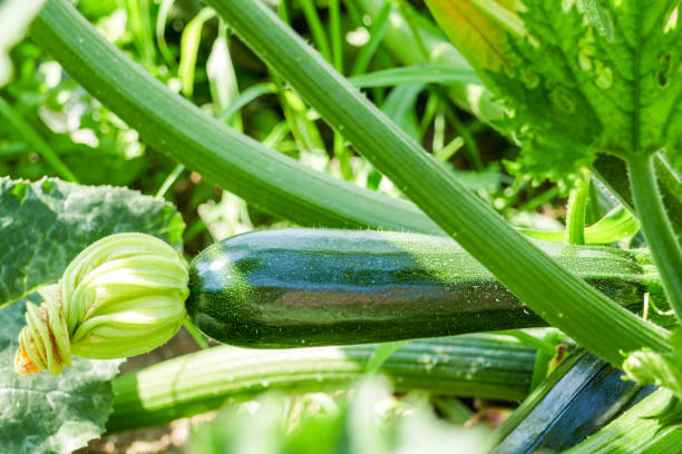 Zucchini stock photo