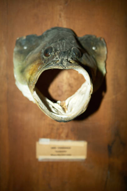 Close up of a large mouth bass fish head mounted as a trophy on a timber block.