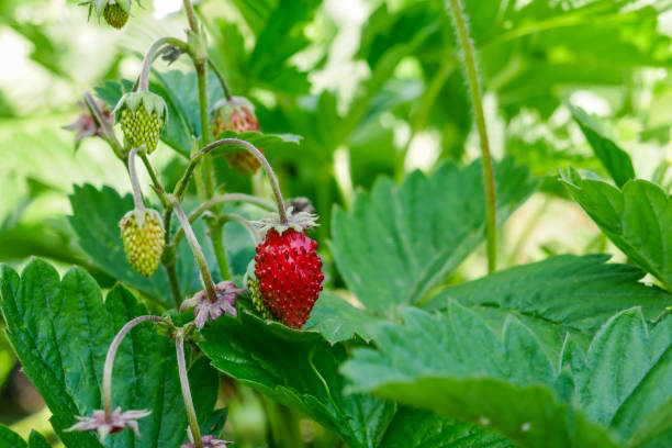 Wild strawberries stock photo