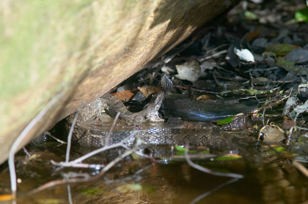 istock Water moccasin catching fish in swamp 852166382