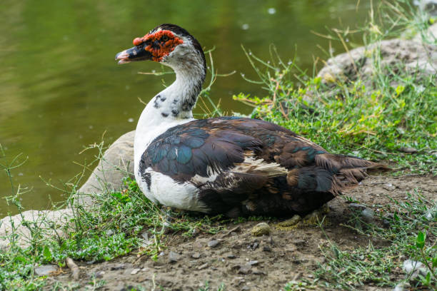 istock Duck at the lake 852167022