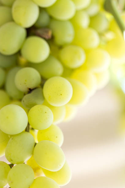 ripe grapes on the nature