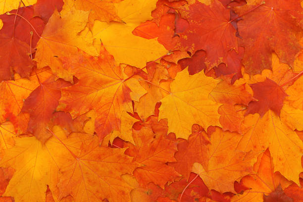 istock Bright colorful leaves - autumn background 852175198