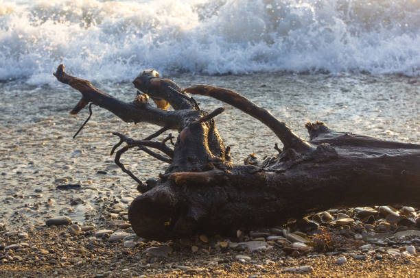 istock driftwood, washed up by the sea on a pebble beach, waves with foam 852177566