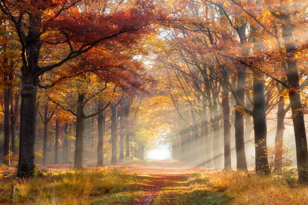 bosque de otoño  - lane sunlight sunbeam plant fotografías e imágenes de stock