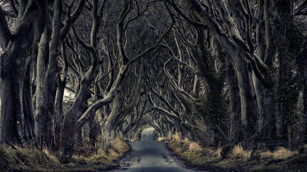 istock Dark hedges Northern Ireland 852178996