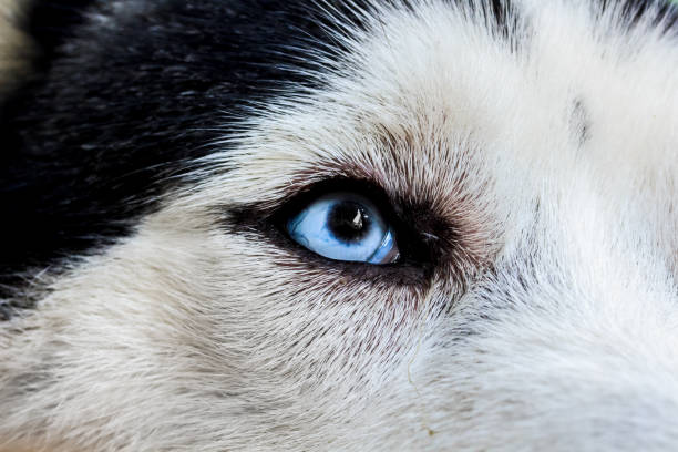istock Close up on blue eye of Husky dog. 852180882