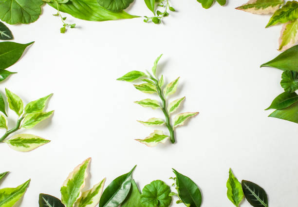 istock Frame from green leaves on a clean sheet with a green sprig 852184176