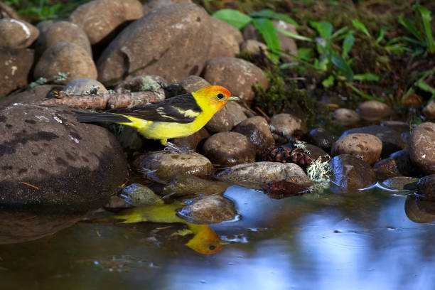 WESTERN TANAGER REFLECTION A male Western Tanager perches at the edge of a small backyard pond in WA. piranga ludoviciana stock pictures, royalty-free photos & images