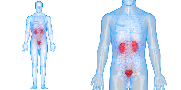 3D Illustration of Human Body Organs (Kidneys with Urinary Bladder)