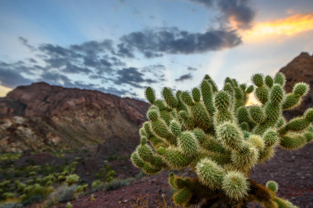 istock Cholla Cactus in Southwestern USA 852188324