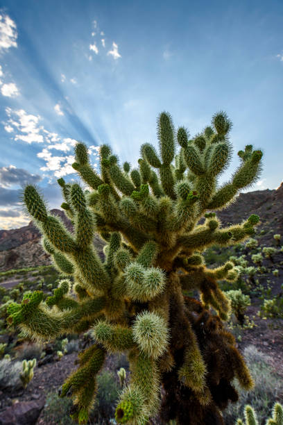 istock Cholla Cactus in Southwestern USA 852188330
