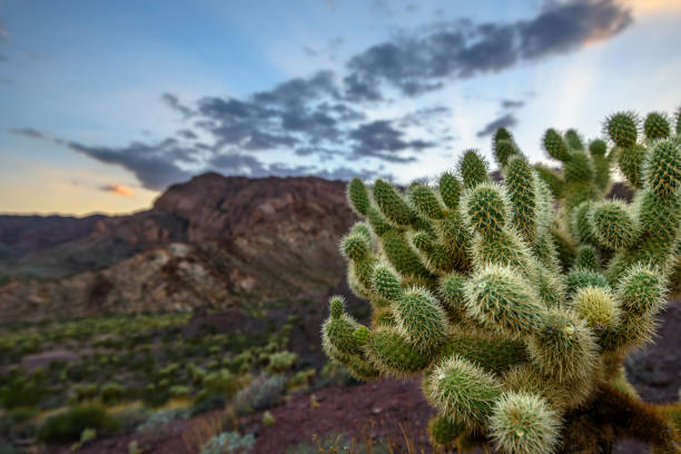 istock Cholla Cactus in Southwestern USA 852188394