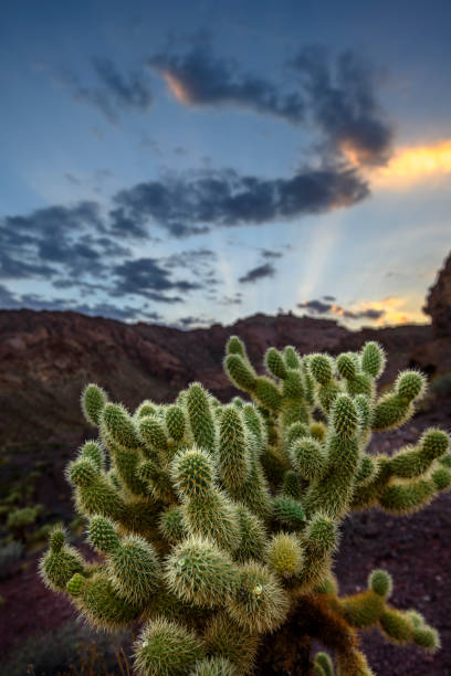istock Cholla Cactus in Southwestern USA 852188398