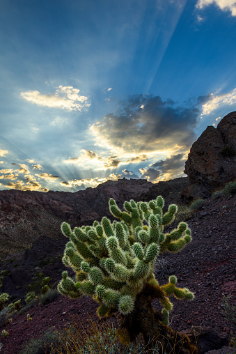 Jumping Cholla Cactus in Nevada