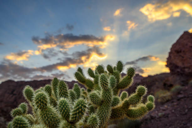 istock Cholla Cactus in Southwestern USA 852188628