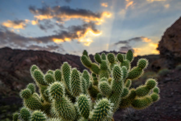 istock Cholla Cactus in Southwestern USA 852188674