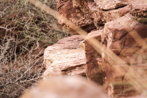 istock Small herbivorous rodents, Gondi, Mednin, Tunisia 852188934