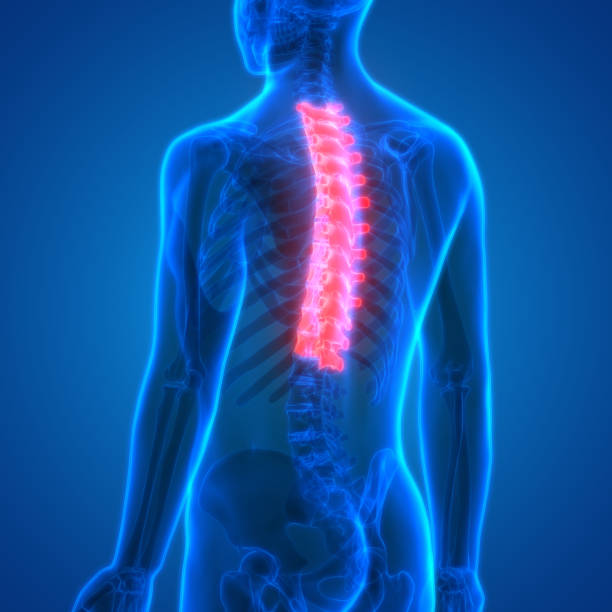 istock Spinal cord (Thoracic Vertebrae) a Part of Human Skeleton Anatomy 852191498