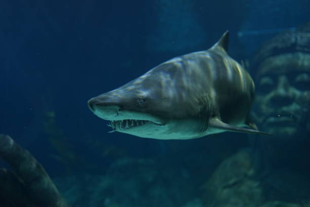 Underwater shark side view