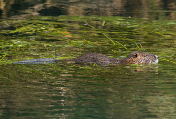 istock Myocastor coypus, single mammal 852195436