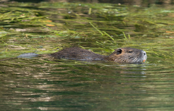 istock Myocastor coypus, single mammal 852195934
