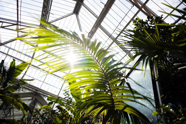 istock palm tree in the greenhouse 852196138