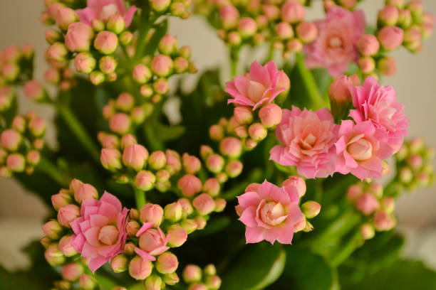 Close up of orange calanchoe blooms Close up of orange calanchoe blooms calanchoe stock pictures, royalty-free photos & images