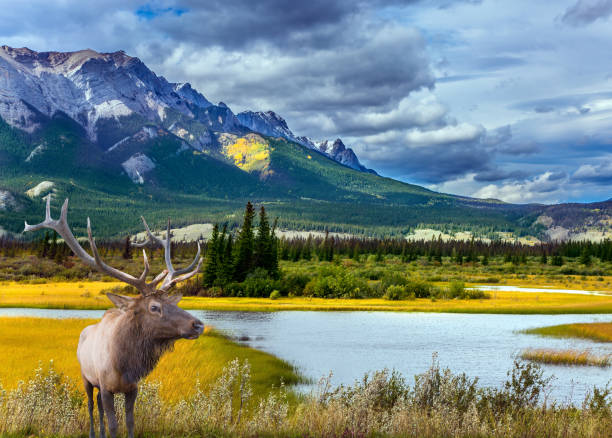 istock Noble deer with branched horns 852200750