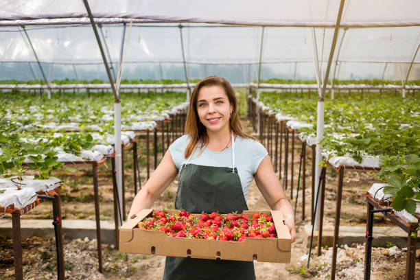 strawberry growers with harvest,agricultural engineer working in the greenhouse.female greenhouse worker with box of strawberries,woman picking berrying on farm,strawberry crop concept - women red fruit picking imagens e fotografias de stock