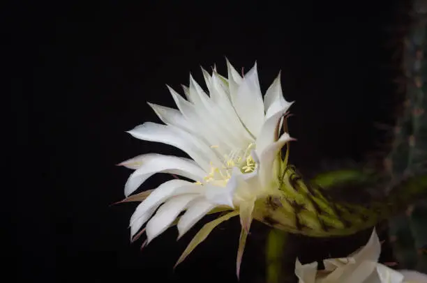 Cactus flowers echinopsis tubiflora, selective focus, black background