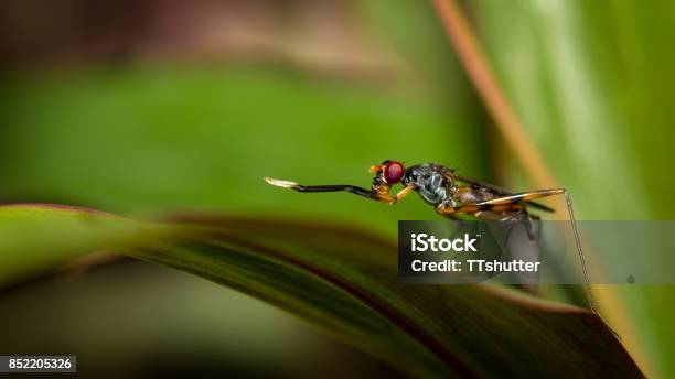 South Asian Fly Insect Insect Stock Photo - Download Image Now - Animal, Animal Wildlife, Asia ...