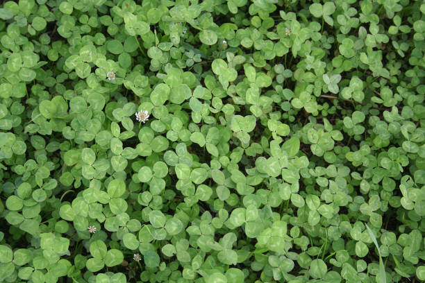 istock White clover plants. Trifolium repens 852205392