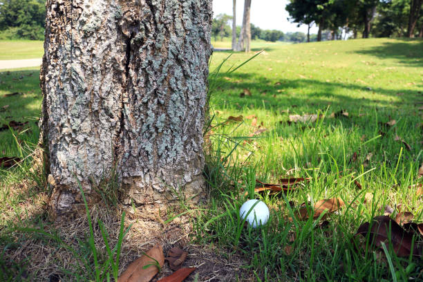 Golf Ball at Tree Bottom stock photo