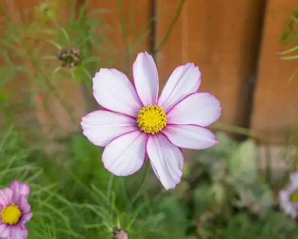 Top view of Beautiful Pink and Whitecosmos flower blooming next too wooden wall, Fresh summer flower in the garden